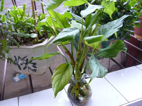 葱苗的种植方法和时间 种植方法与步骤介绍（全）