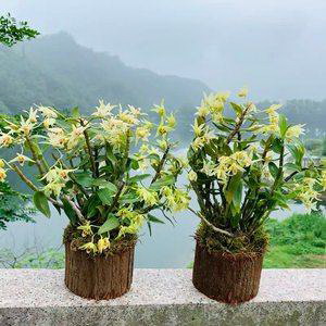       好养吗 养殖方法和养护要点