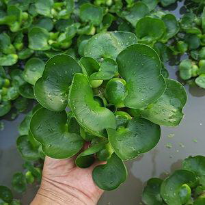 茉莉花如何预防病虫害