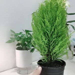 文竹开花结果的全过程（从开花时间到果实成熟）
