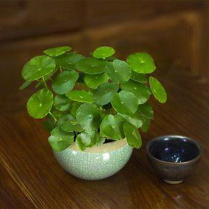 金银花可以种在院子里吗