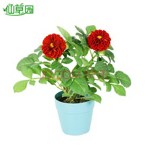 兰花秋季如何进行换盆换土