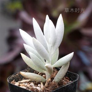 洗洁精水可以浇花吗