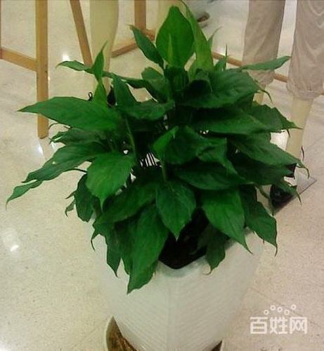 大红袍茶叶保质期多久时间 大红袍过期没开封还能喝吗
