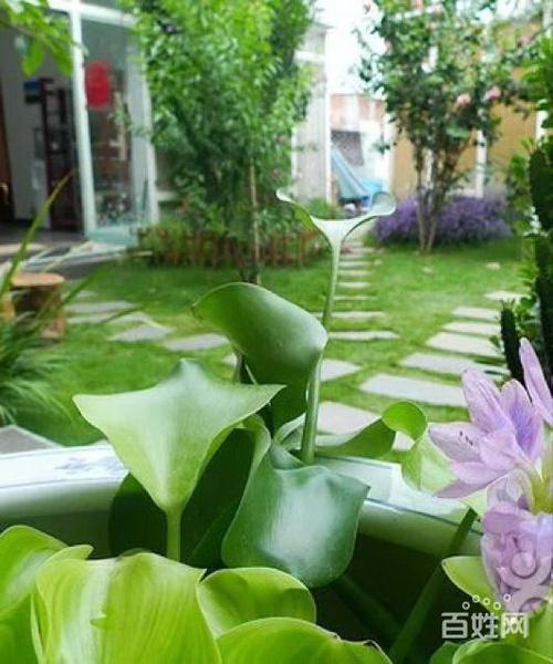 凤仙花种子怎么种（有关凤仙花播种时间和方法）
