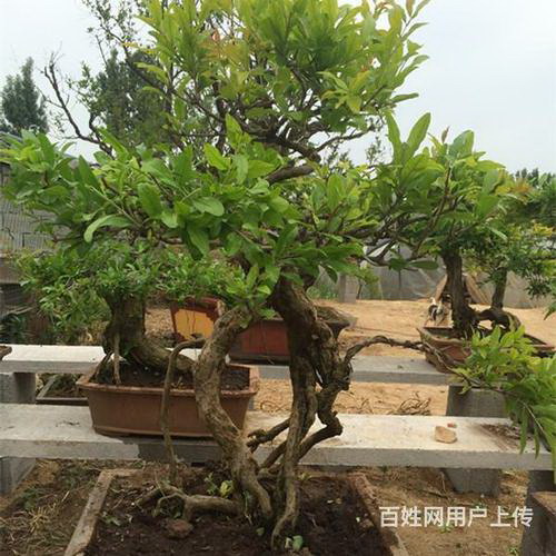 矾根的养殖方法和注意事项有哪些