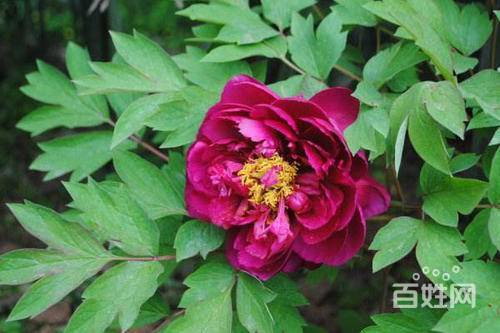 购买的玫瑰花应该如何种植？