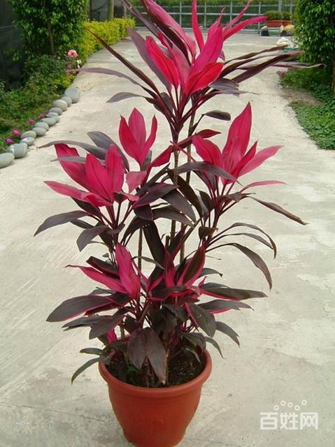 洗米水能浇花吗