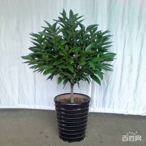 百合花的香气是什么味道（探秘百合花散发的香气成分及其功效）