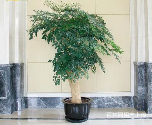 金琥仙人球的养护（打造漂亮的多肉植物）