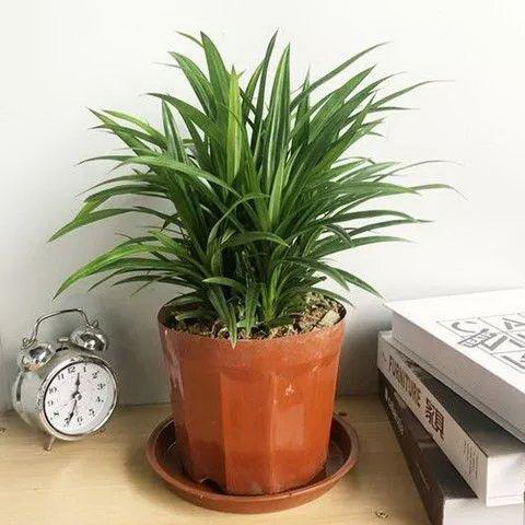 凤仙花种子怎么种？种植步骤有哪些常见问题？