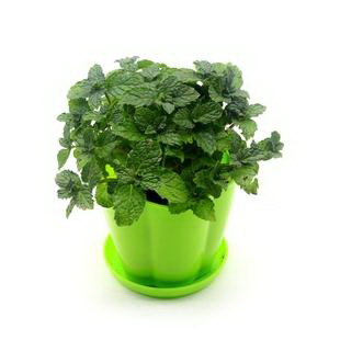 蝴蝶王花卉的养殖方法是什么？如何确保其繁殖成功？