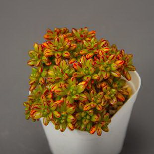 蝴蝶兰怎么剪枝 花谢了该怎样剪枝