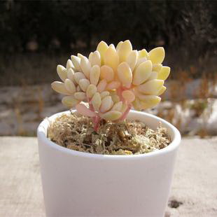 白掌多长时间浇一次水最合适