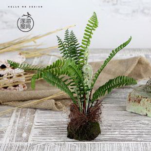 百日菊的生长特点和养护技巧（多年生的百日菊）