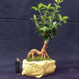 活性炭可以做花土吗 花土里放活性炭好不好