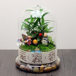冬季绿植养护（保持适宜温度与湿度）