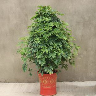虎皮兰适合什么土壤种植