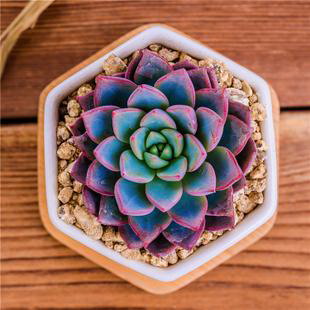 金鱼草一年开几次花（金鱼草花期养护要点）