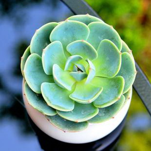 如何种植金桂花树苗（从选苗到养护全程指南，手把手教你打造花园新亮点）