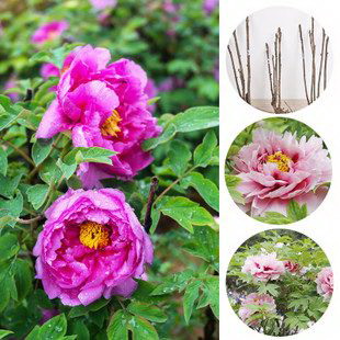 七里香花怎么种植（七里香的种植方法及养护）
