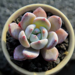 如何种植绣球花？（绣球花的种植时间及技巧）