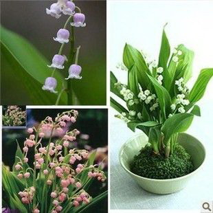 炮仗花和凌霄花的区别 有什么区别