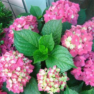 寻找百合花最佳产地（从产量）