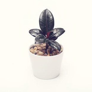 大蒜怎么种植（种植大蒜的方法步骤）