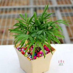 夏天养护君子兰一定要避开的错误
