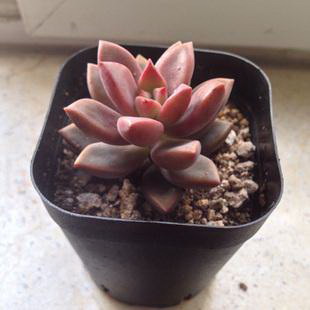 马铃薯种植全攻略（时间、方法、步骤）