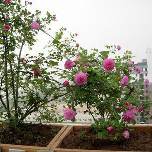 毛豆生长周期揭秘（探究毛豆的生长周期、发芽、生长速度、开花、结果及收获等规律）