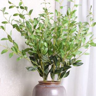 玫瑰花的种植与护理（了解玫瑰的品种、选择种植地、施肥、浇水及病虫防治方法）