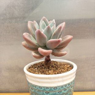 百香果成熟季节详解（探寻百香果成熟的时间和地点）
