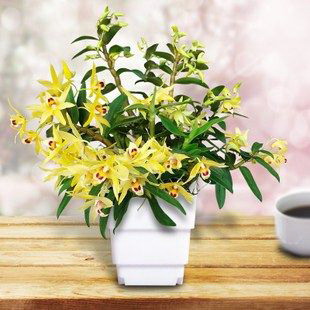 阳台辣椒种植方法