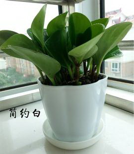 南天竹什么时候移栽好 移栽最佳时间