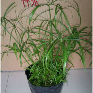 菜花什么时候种植(露天种植)种植技术和栽种时间