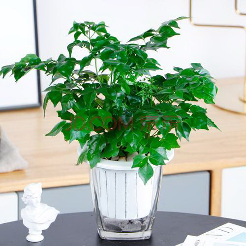 揭秘绿萝不是木本植物的秘密（揭开绿萝真正身份的谜团）