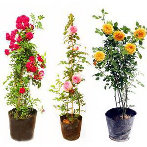 桂花水培生根最快方法桂花水培多久生根
