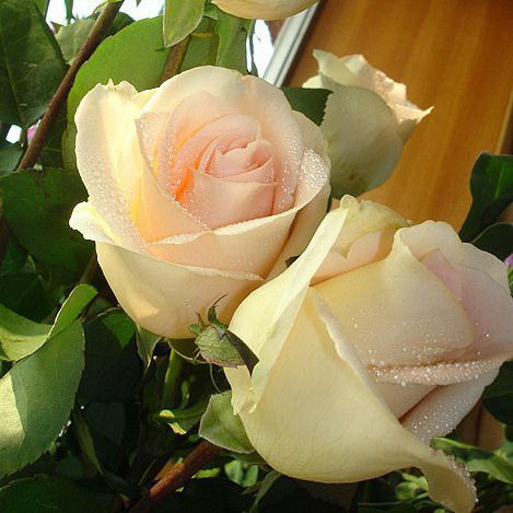 栀子花叶子发黄，如何解决？（探究栀子花叶子发黄的原因及有效解决方法）