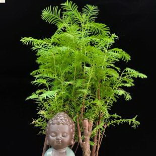 冬虫夏草一般每天吃几根最合适 每天吃多少为宜有效果