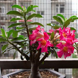 碗莲种子怎么种植方法
