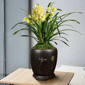 多肉叶子掉了怎么养活？（掉叶多肉植物如何挽救？原因与方法一一解析！）