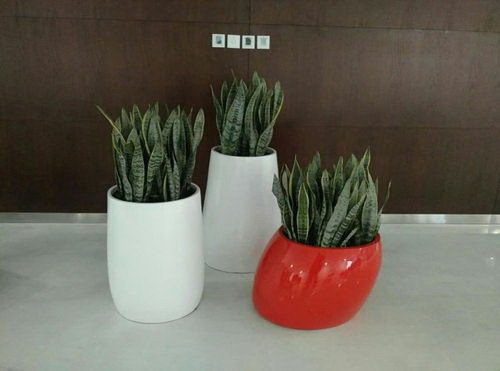 植物性蛋白的定义是什么？它对人体有哪些益处？