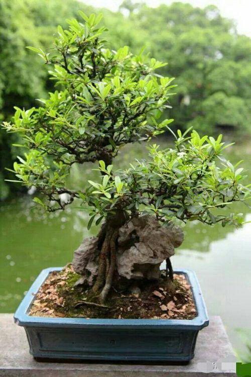 植物生长的三要素是什么 满足植物生长所必需的条件