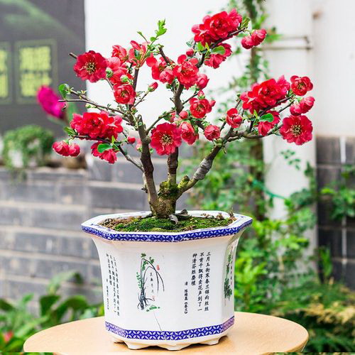 富贵椰子浇水的正确方法 富贵椰子多长时间浇一次水