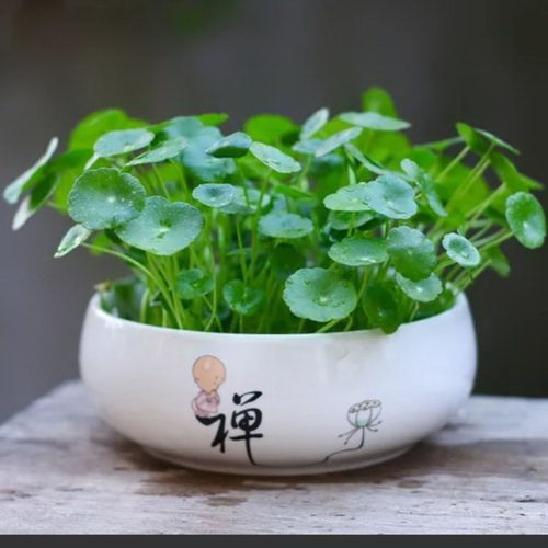 婚礼吊兰可以水养吗