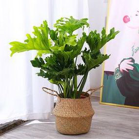 鬼针草长什么样子（有几种，各种鬼针草图片)