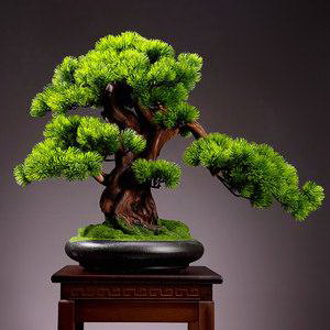 芙蓉花怎么剪枝 修剪方法