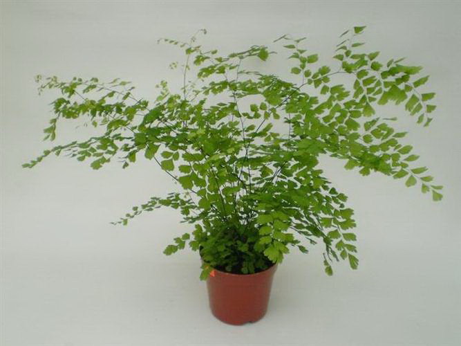 小玫瑰花怎么修剪方法